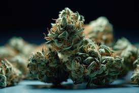 Cannabis Seeds Alberta A Comprehensive Guide Cannabis Seeds Alberta A Comprehensive Guide